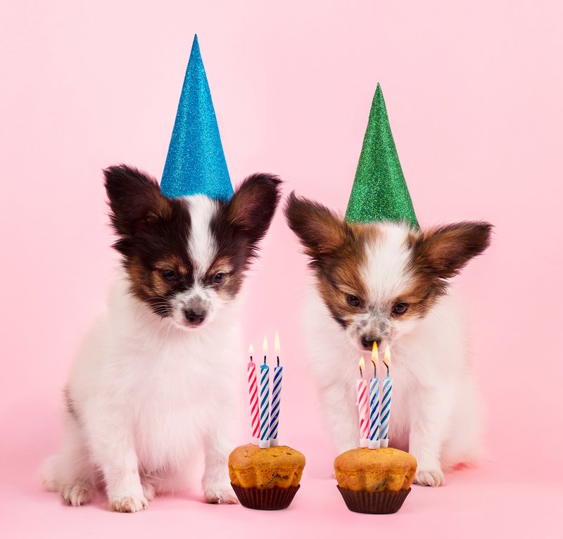 Puppies celebrating